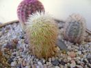 Echinocereus dasyacanthus SB732 Pecos Co, TX