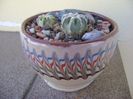 Grup de 3 cactusi