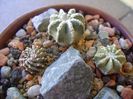 Grup de 3 cactusi