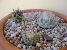 Grup de 3 cactusi