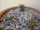 Grup de 3 cactusi