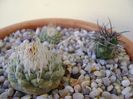Grup de 3 cactusi
