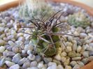 Copiapoa coquimbana v. fiedleriana