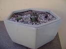 Grup de 4 cactusi
