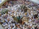 Grup de 4 cactusi