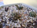 Grup de 4 cactusi