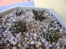 Grup de 4 cactusi