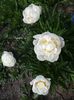 Gardenia
