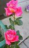 received_1355487721155432