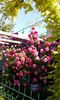 orca-image-1496043829193.jpg_1496043829552