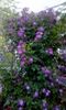 orca-image-1496024970368.jpg_1496024970750