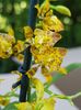 Oncidium Meirax - 50 lei