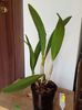 Recchara Frances Fox - 185 lei