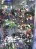 SAM_5514