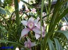 SAM_5522