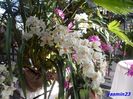 SAM_5526