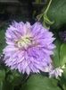 Clematis Diamantina