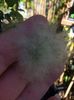 Clematis