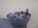 Grup de 7 cactusi