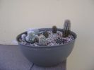 Grup de 7 cactusi