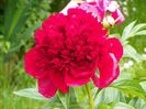 Red Charm