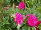 Edulis Superba