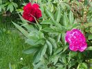 Edulis Superba si Red Charm