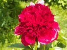 Red Charm