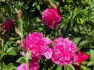 Edulis Superba