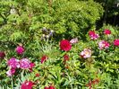 Edulis Superba, Red Charm si Scarlet o'Hara