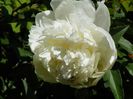 Charlie's White