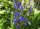 sibirica Blue King