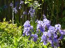 iris pallida