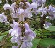 Paulownia Seed Hybrid 9501