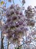 Paulownia elengata