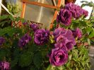 rhapsody in blue