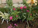 Rose de Recht