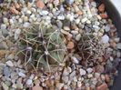 Gymnocalycium gibbosum