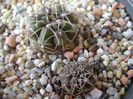 Gymnocalycium gibbosum