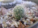 Mammillaria schiedeana ssp. giselae