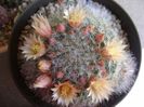 Mammillaria bocasana