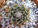 Obregonia denegri
