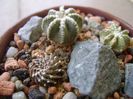 Grup de 3 cactusi