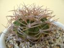 Gymnocalycium guanchinense = Gymnocalycium hossei