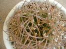 Gymnocalycium guanchinense = Gymnocalycium hossei