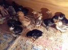 Pui australorp rhode island