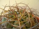 Gymnocalycium cardenasianum