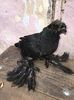 Negru 2