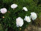 Boule de Neige