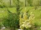 physocarpus Dart's Gold